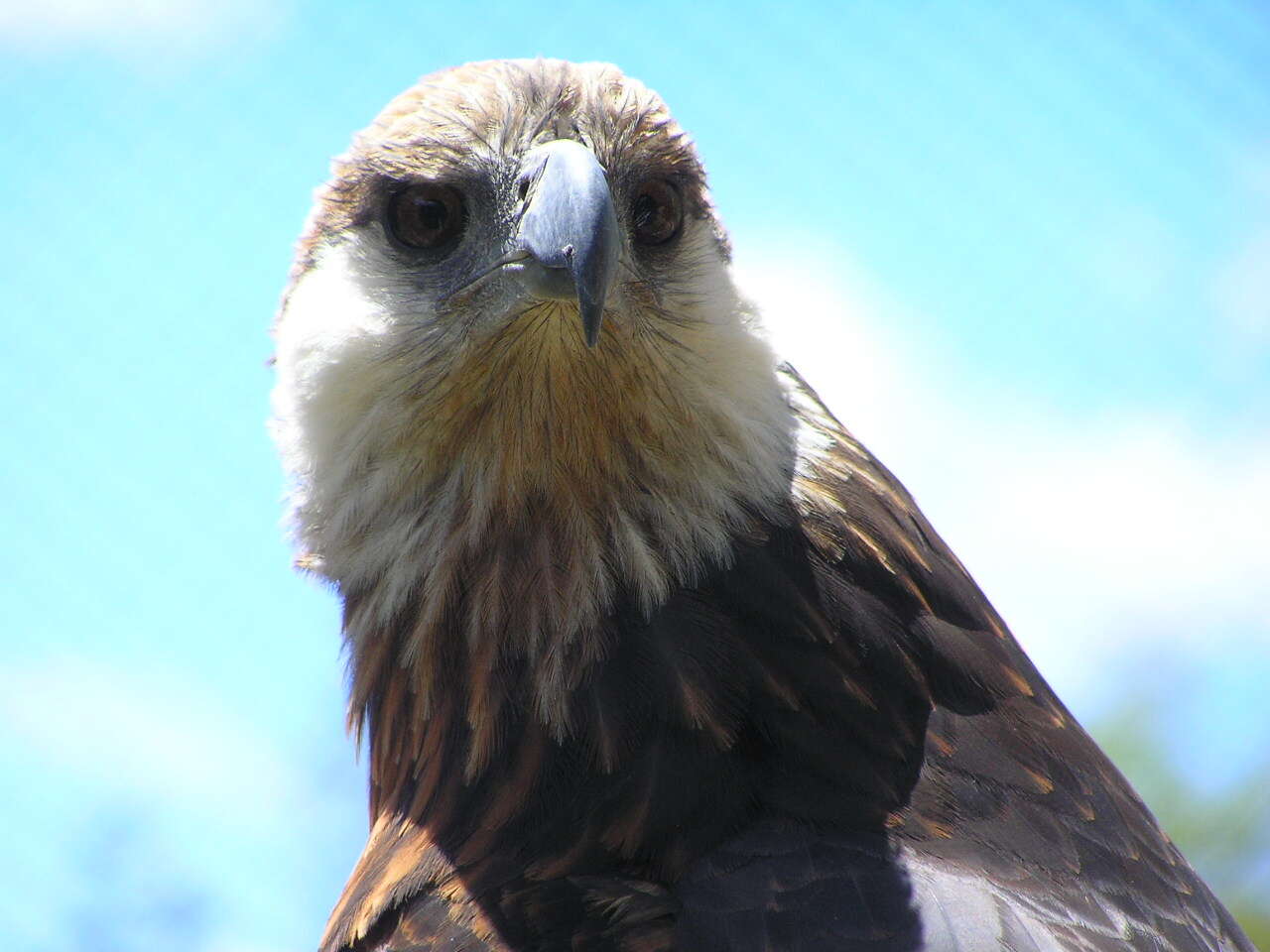 Haliaeetus vociferoides Des Murs 1845 resmi