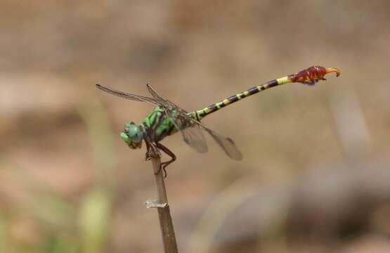 Imagem de Paragomphus elpidius (Ris 1921)