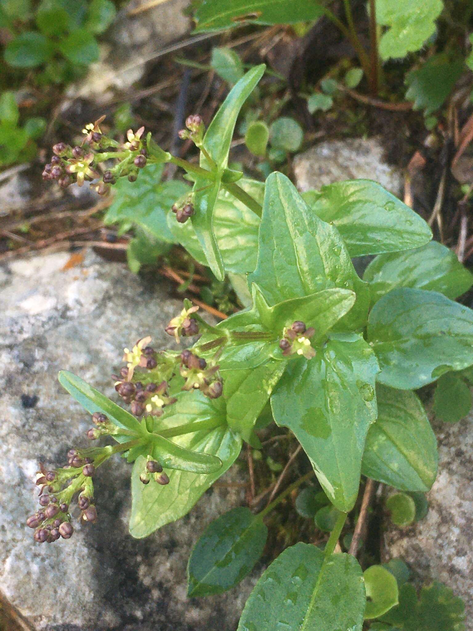 Image de Valeriana elongata Jacq.