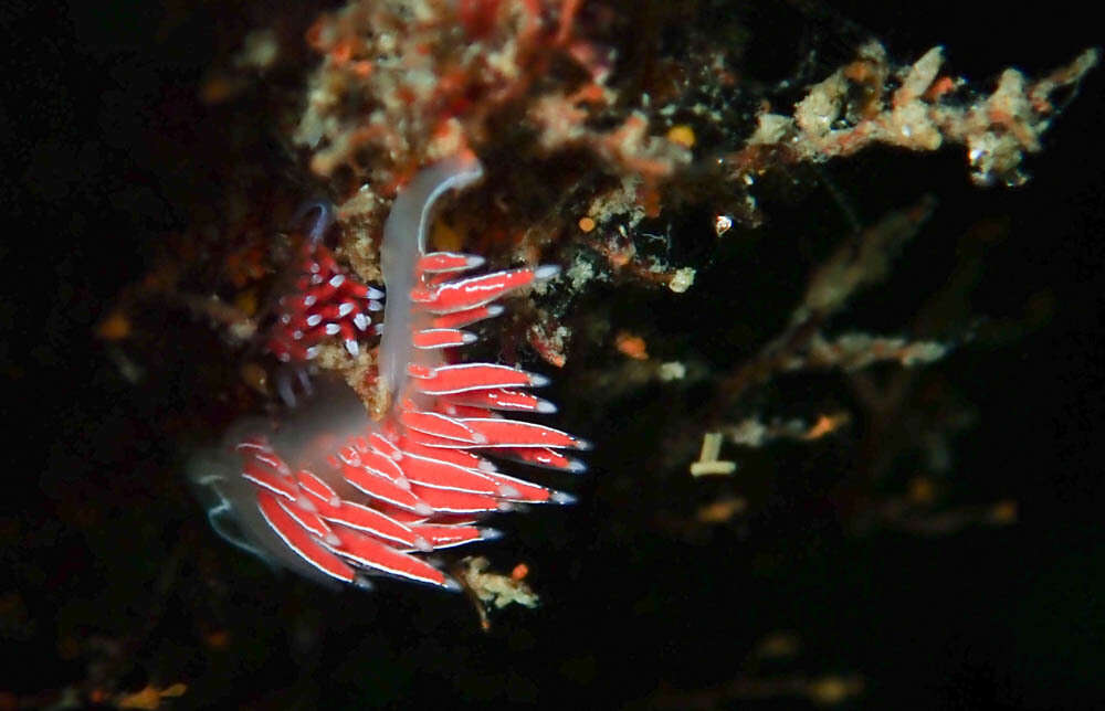 Image of Fjordia capensis (Thiele 1925)