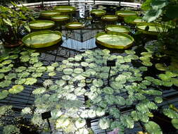 Image of Egyptian white water-lily