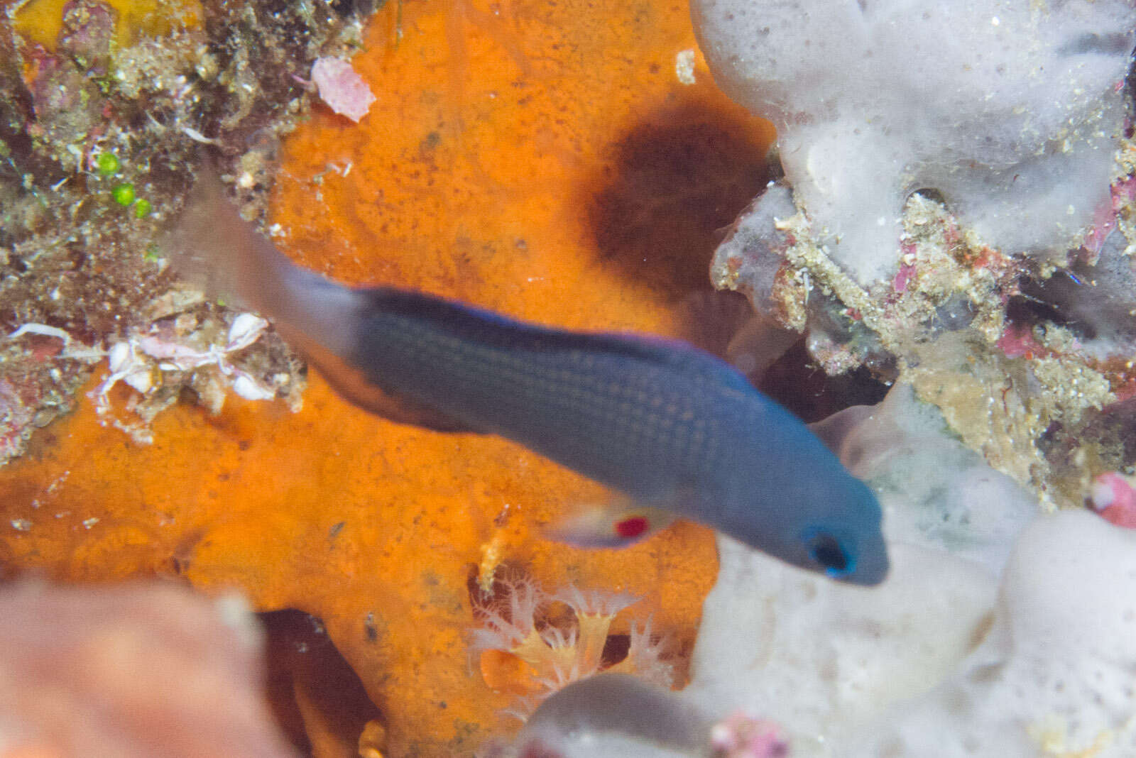 Image of Sabah dottyback