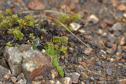 Image de Veronica hookeriana Walp.