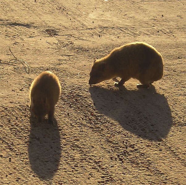 Image of Rock Hyrax