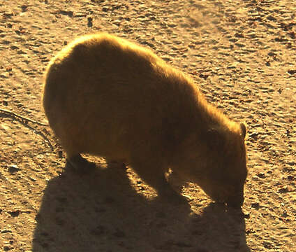 Image of Rock Hyrax