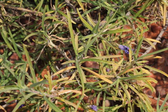 Imagem de Eremophila gilesii F Muell.