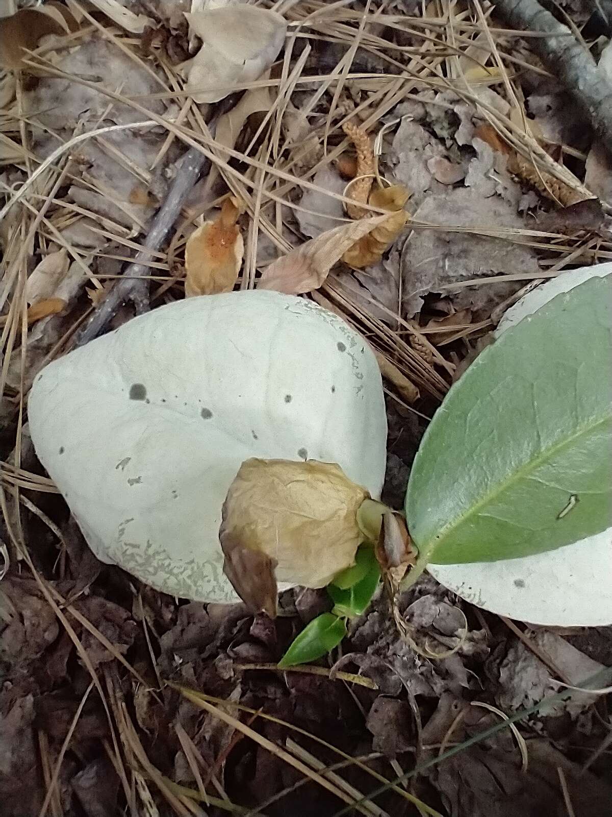 Imagem de Exobasidium camelliae Shirai 1896