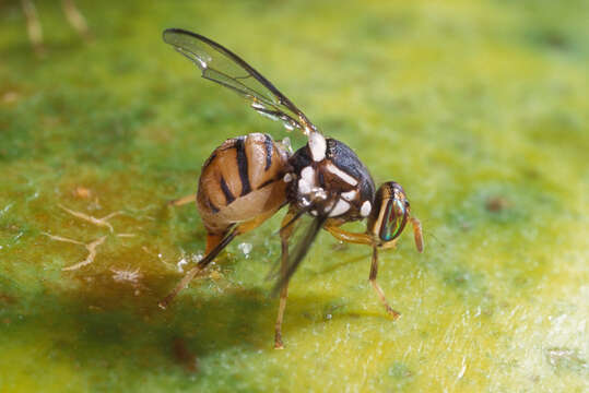 Bactrocera dorsalis (Hendel 1912) resmi