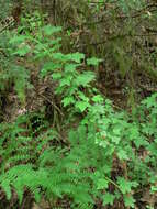 Image of prickly currant