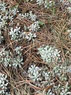 Imagem de Antennaria parvifolia Nutt.