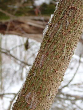 Acer negundo var. violaceum (G. Kirchn.) H. Jäger resmi