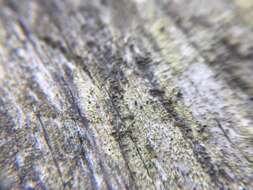 Image of Yellow-collar stubble lichen;   Spike lichen