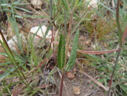 Image de Lasianthaea aurea (D. Don) K. M. Becker