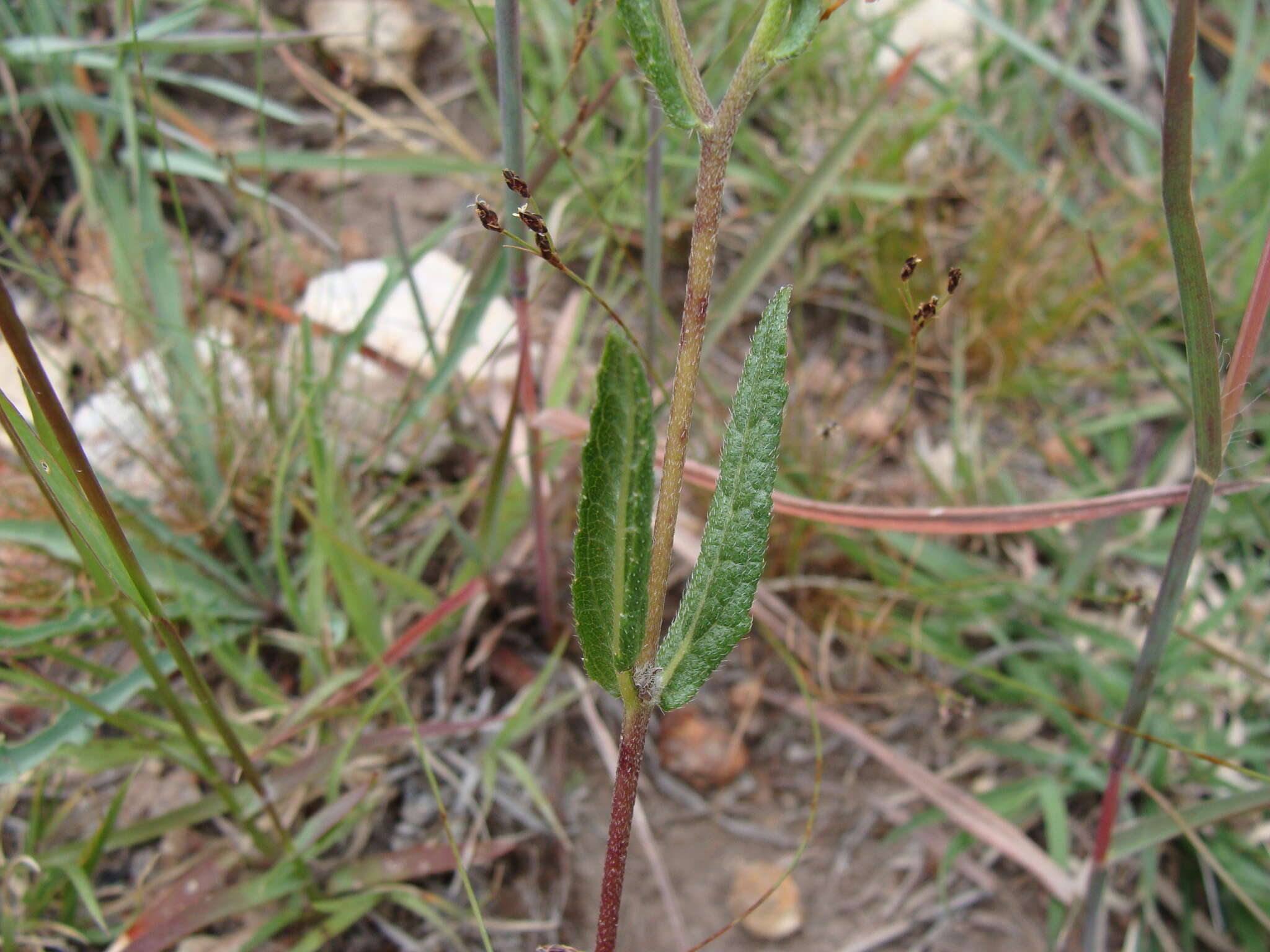 Image de Lasianthaea aurea (D. Don) K. M. Becker