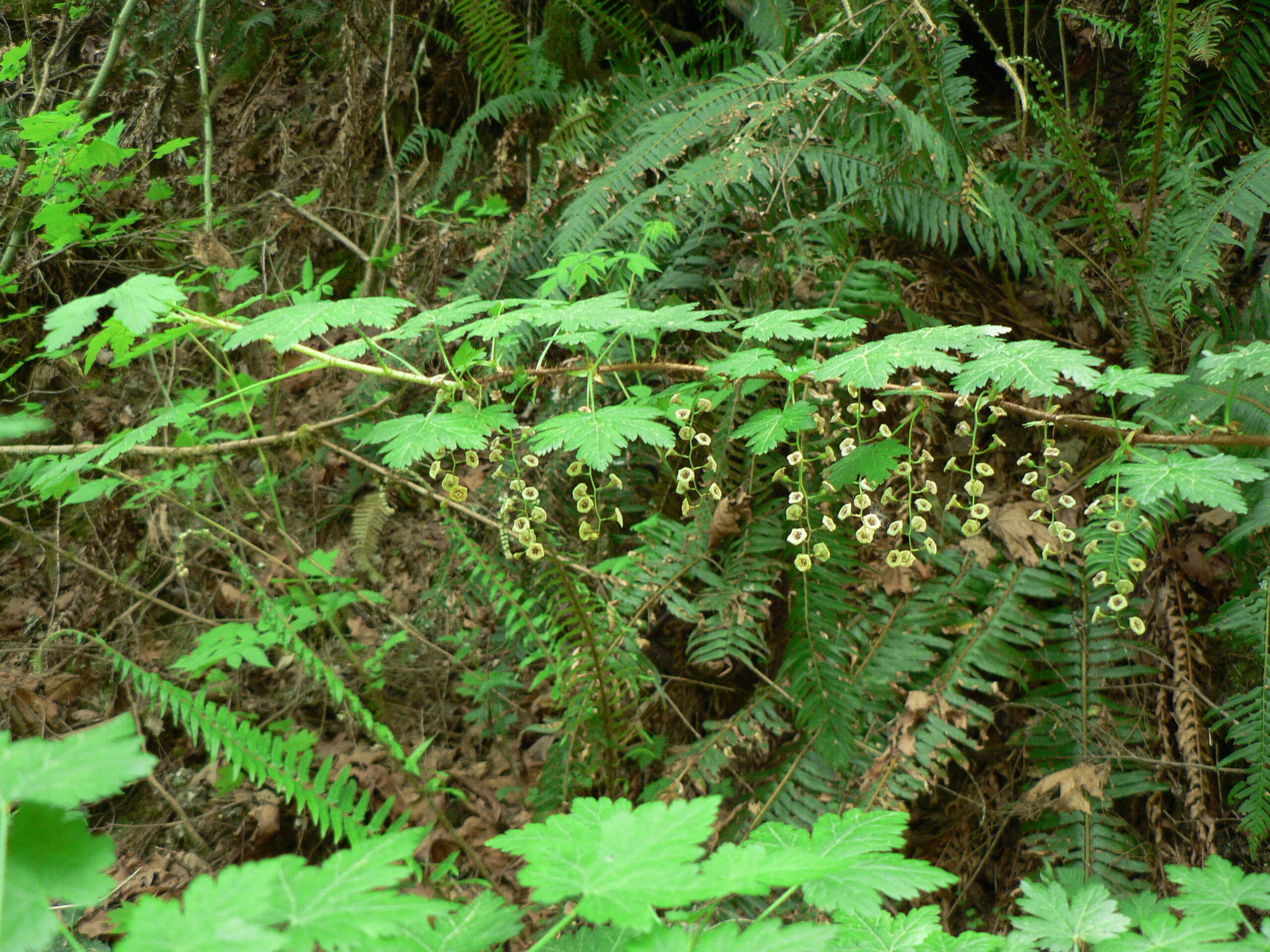 Image of prickly currant