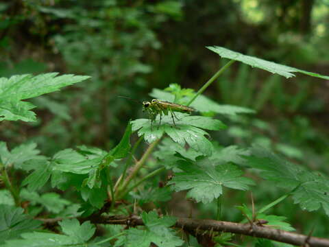 Image of prickly currant