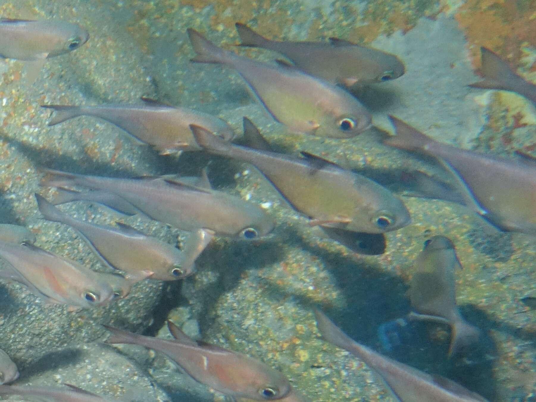 Imagem de Pempheris adusta Bleeker 1877