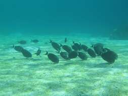 Image of Black-barred Surgeonfish