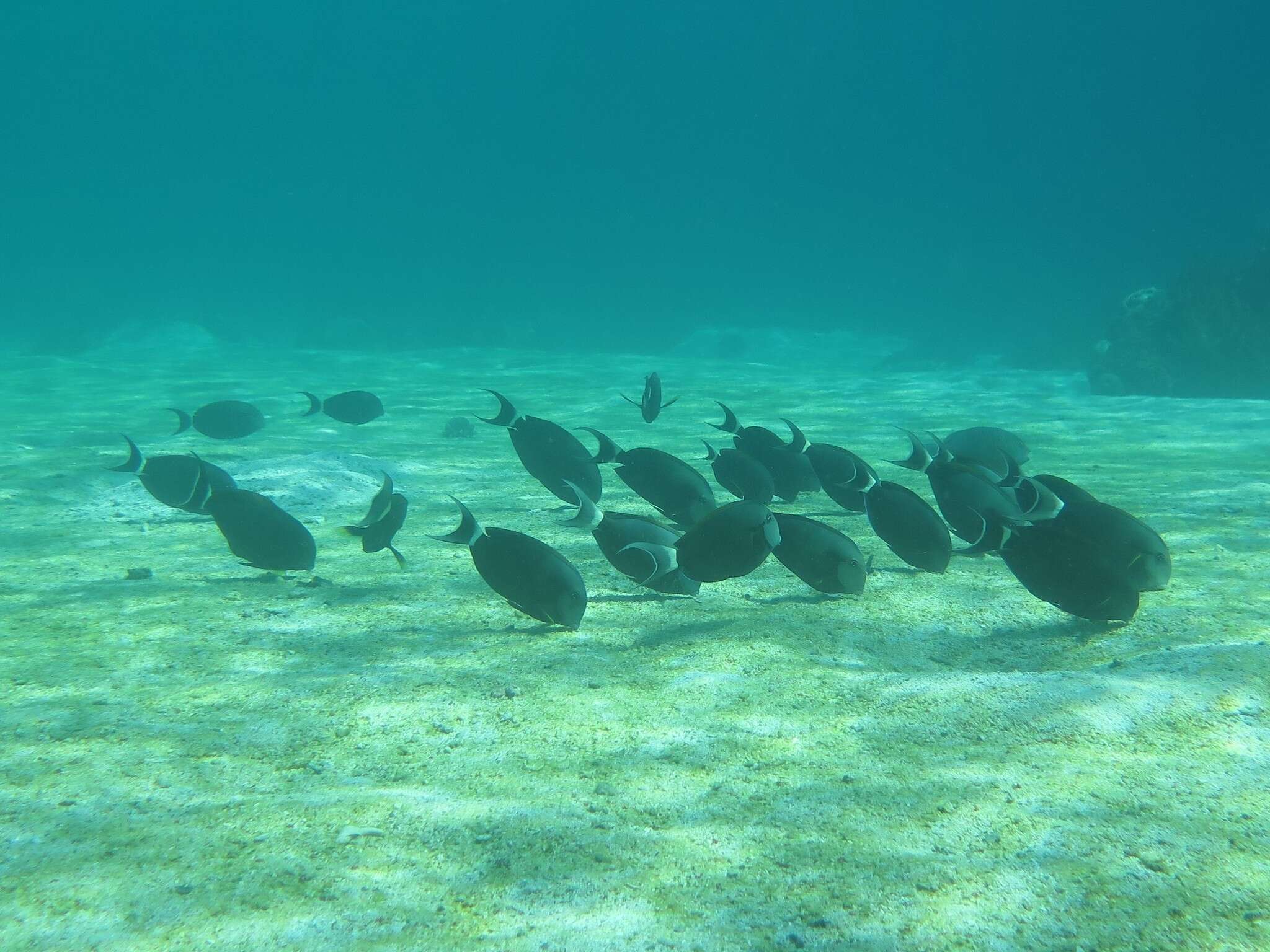 Image of Black-barred Surgeonfish