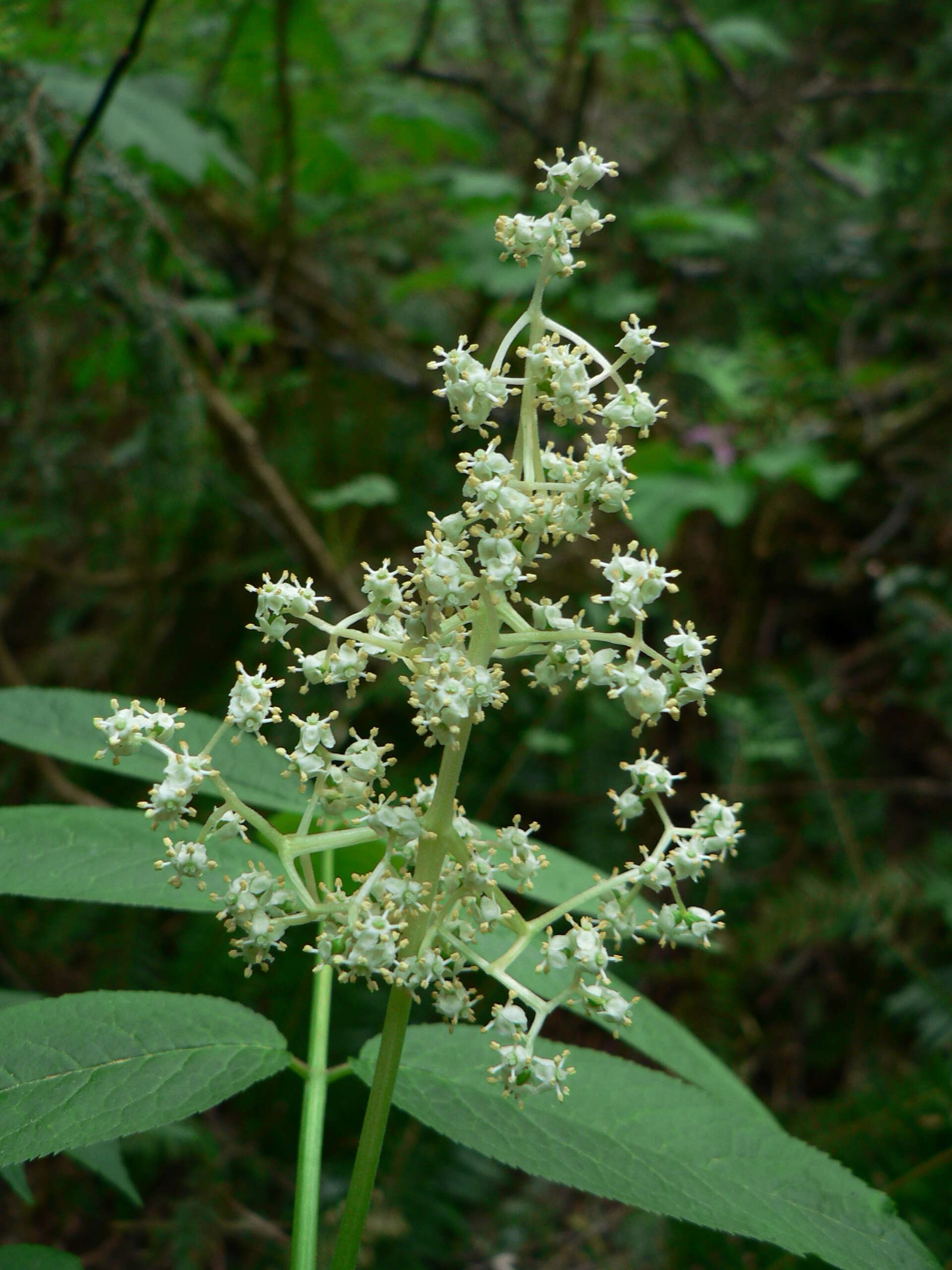 Imagem de Sambucus racemosa L.