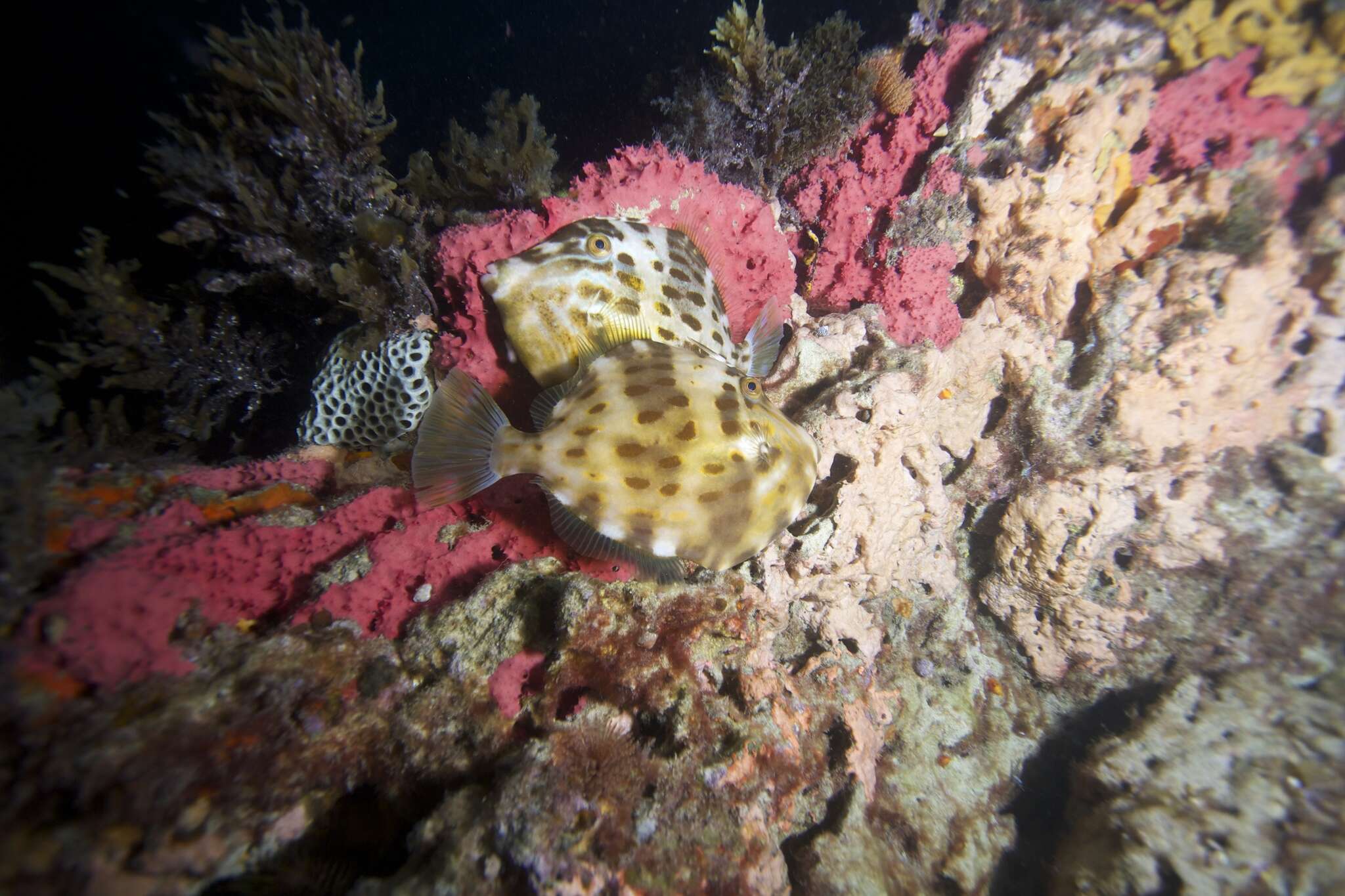 Image of Deep-bodied leatherjacket