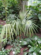 Image of Coccothrinax miraguama (Kunth) Becc.