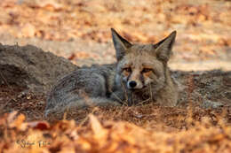 Image of Turkmenian fox