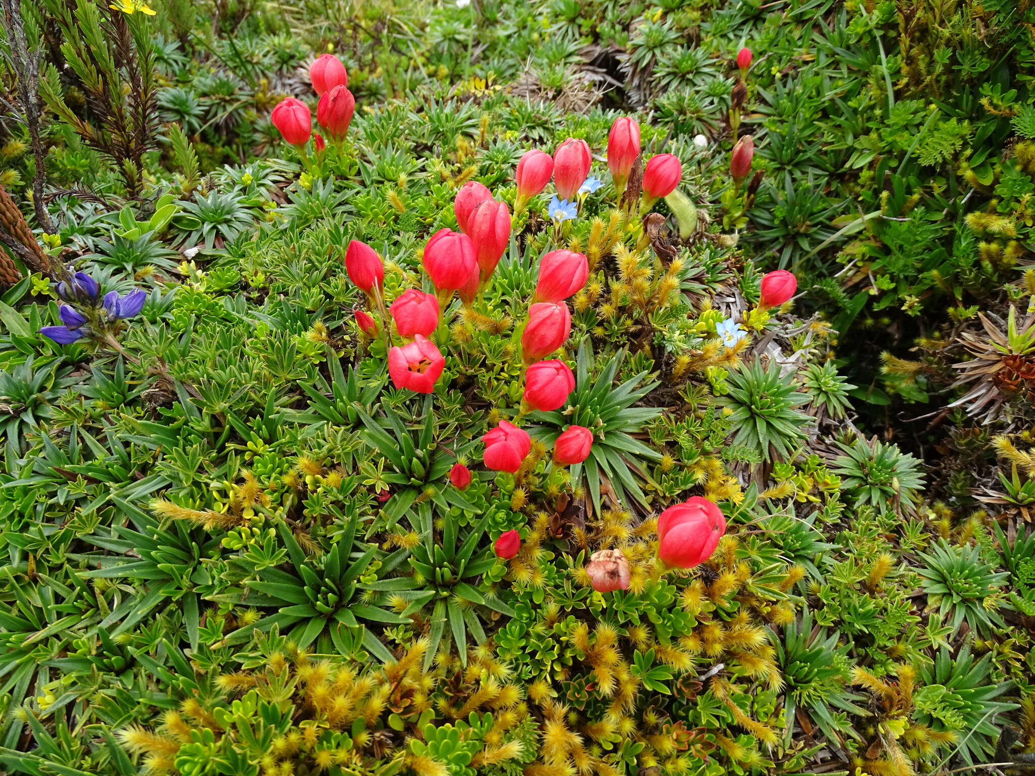 Image of Gentianella rupicola (Kunth) Holub