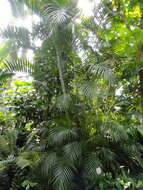 Image of Areca Palm