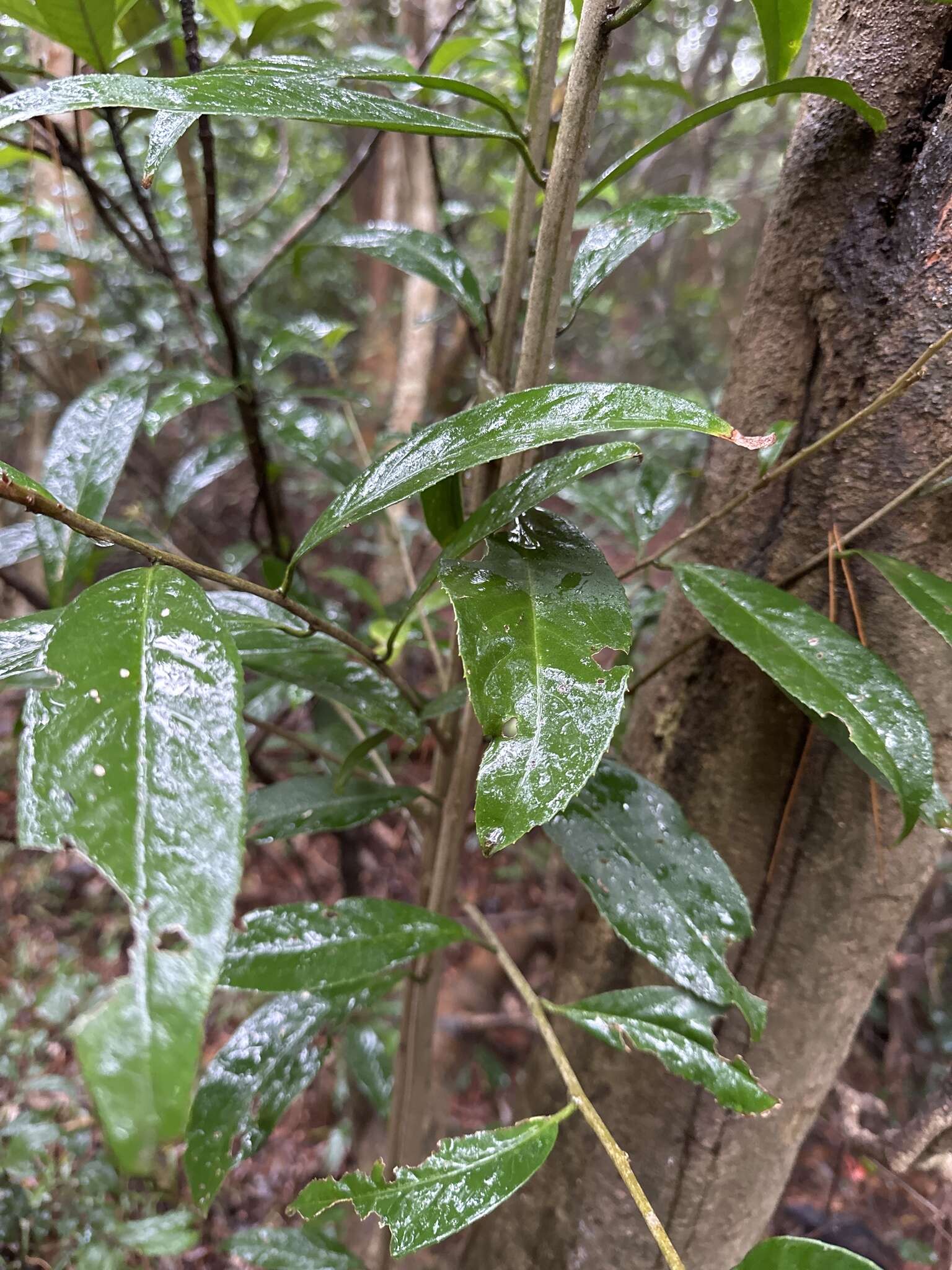 Image of Symplocos cochinchinensis (Lour.) Moore