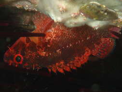 Image of Cheekspot scorpionfish