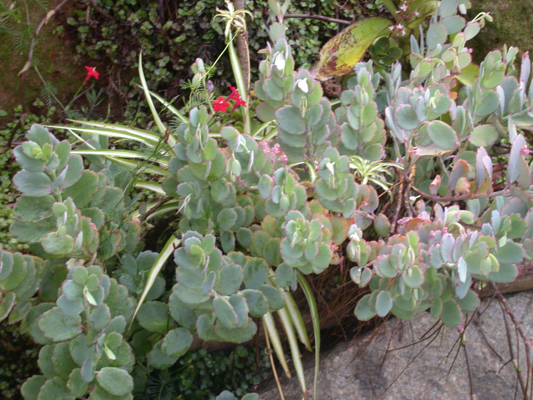 Image of Cypress Vine