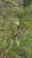 Image of Muhlenbergia versicolor Swallen