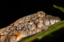 Image of Vieillard's Chameleon Gecko