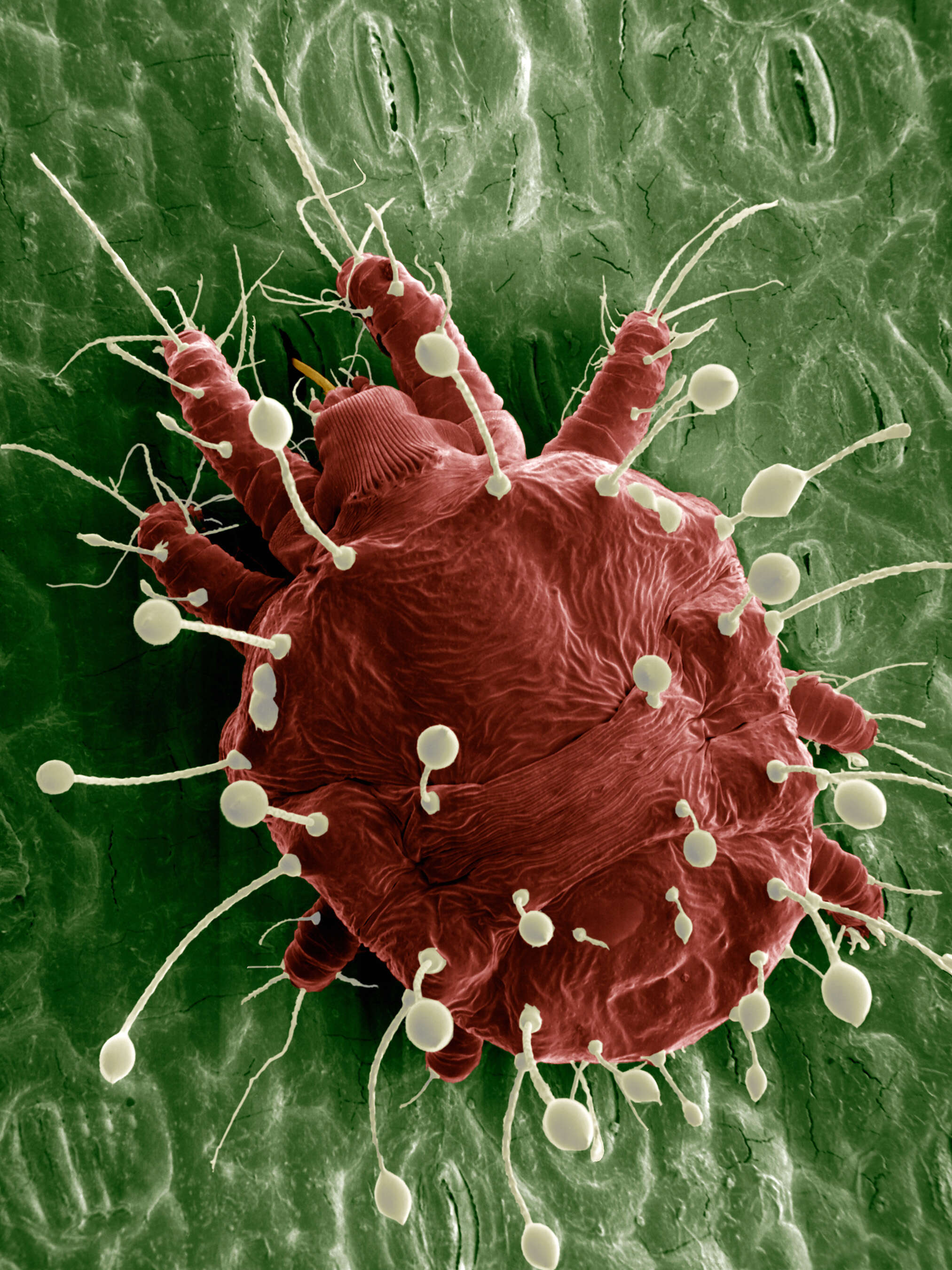 Image of false spider mites