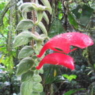 Image of Columnea labellosa H. Karst.