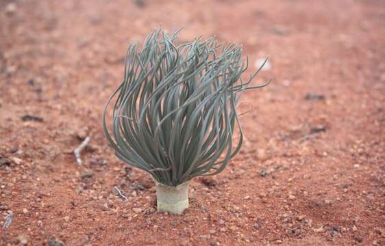 Image de Gethyllis grandiflora L. Bolus