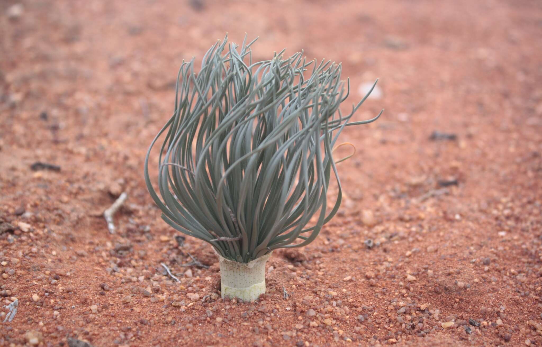 Image de Gethyllis grandiflora L. Bolus