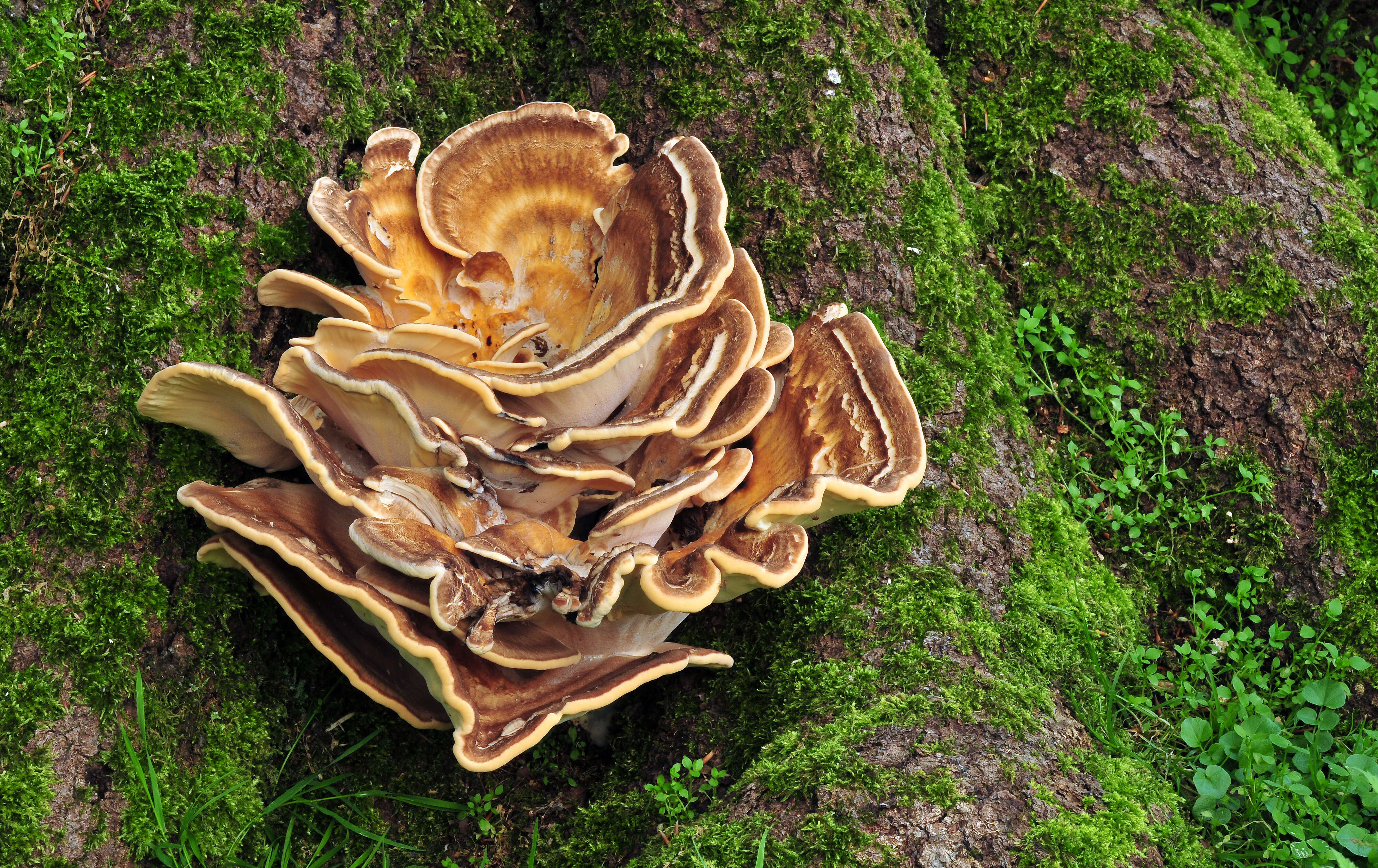 Image de Polypore géant