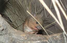 Image of Plains Mouse