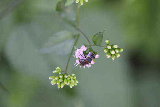 Augochlora nigrocyanea Cockerell 1897的圖片