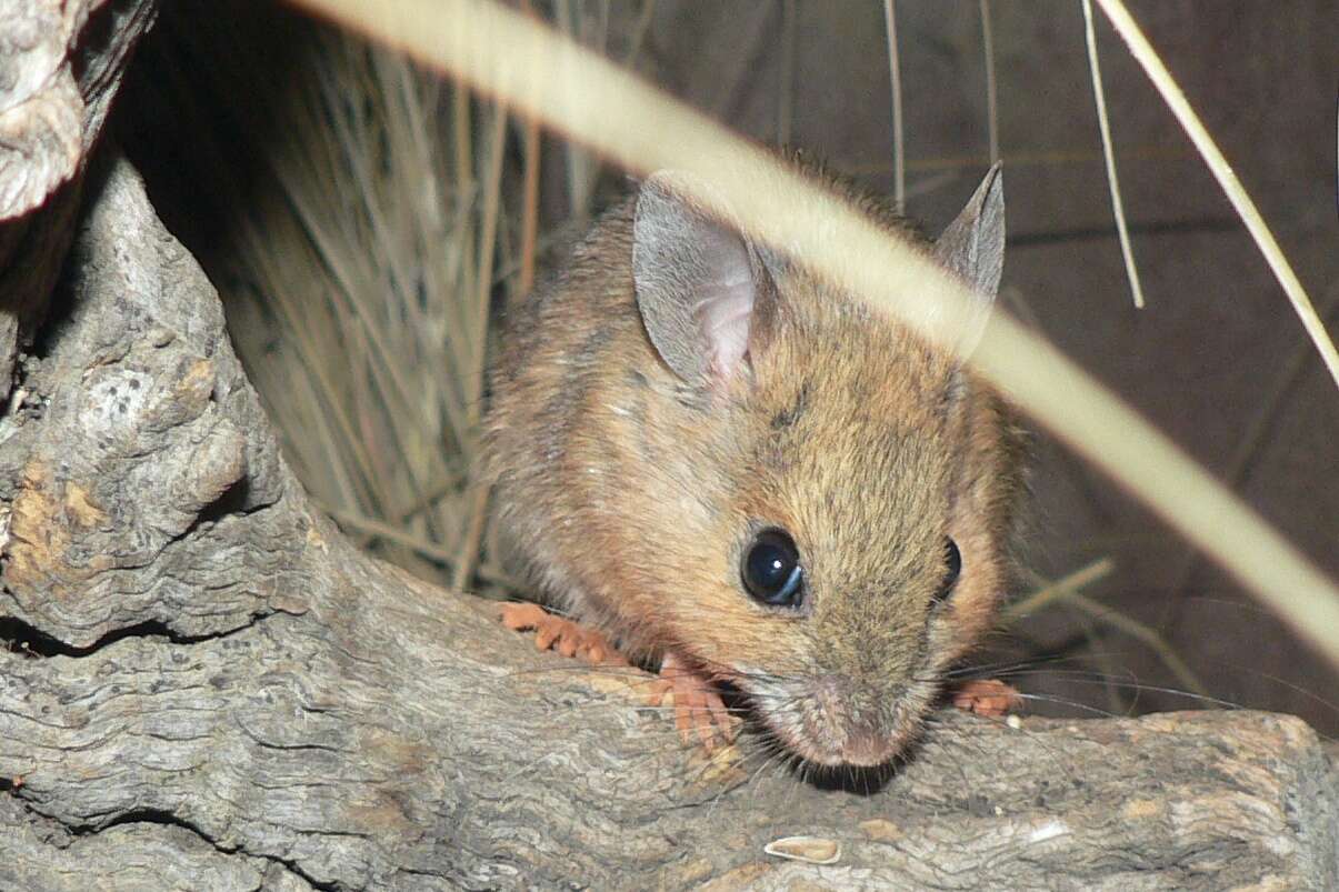 Image of Plains Mouse