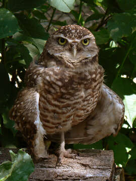 Image of Burrowing Owl