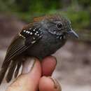 Image of Rufous-backed Stipplethroat