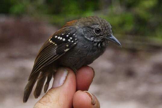 Image of Rufous-backed Stipplethroat