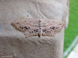 Image of Frosted Tan Wave Moth