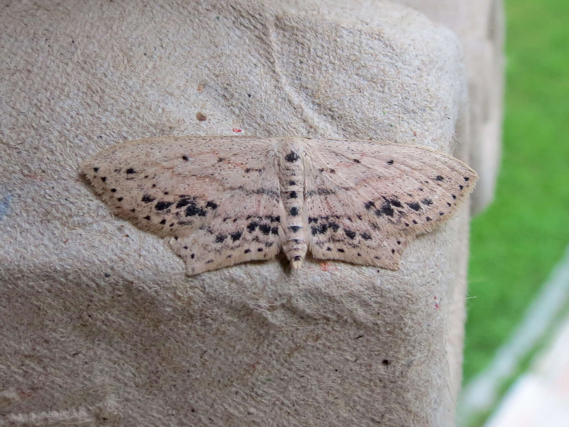 Image of Frosted Tan Wave Moth