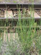 Image of boston horsetail