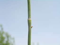 Image of boston horsetail