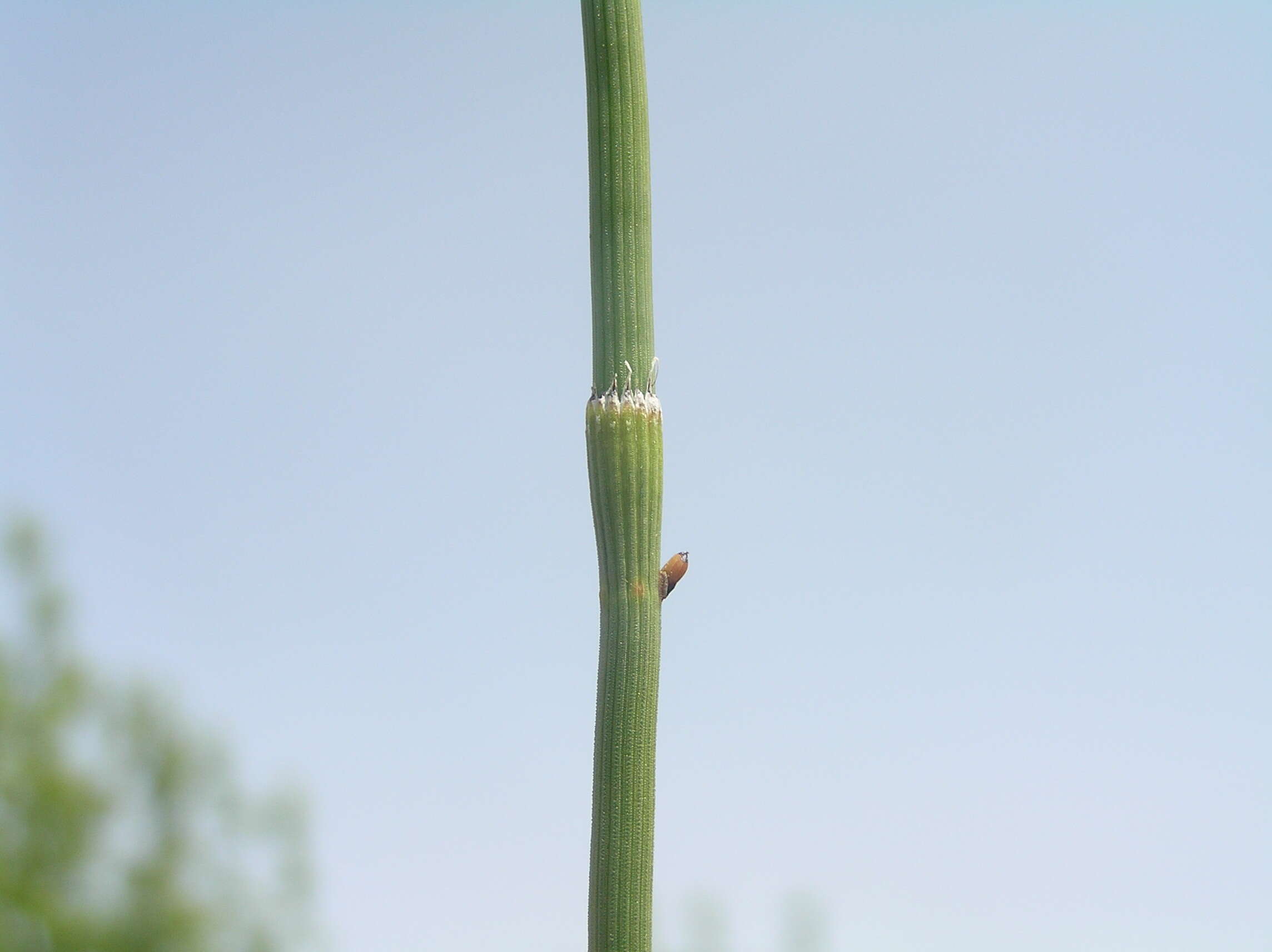 Image of boston horsetail